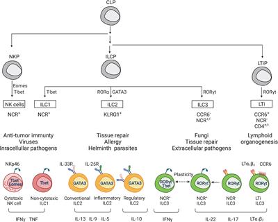 Innate Lymphoid Cells in Response to Intracellular Pathogens: Protection Versus Immunopathology
